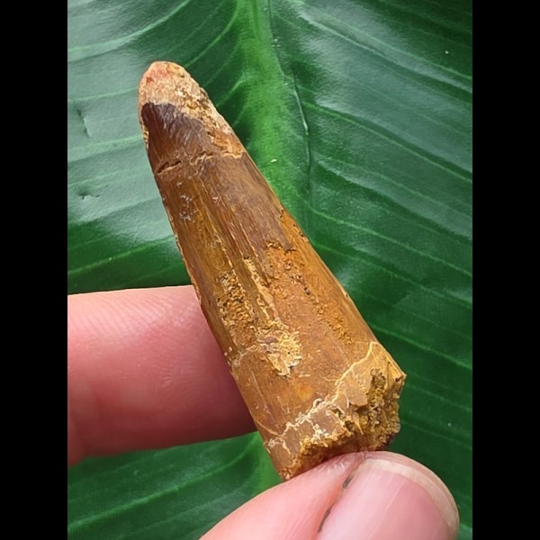 3,8 cm brauner Zahn des Spinosaurus 3,8 cm brauner Zahn des Spinosaurus