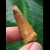 3,8 cm brauner Zahn des Spinosaurus 3,8 cm brauner Zahn des Spinosaurus