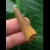 3,8 cm dunkler Zahn des Spinosaurus 3,8 cm dunkler Zahn des Spinosaurus