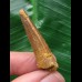 3,8 cm dunkler Zahn des Spinosaurus 3,8 cm dunkler Zahn des Spinosaurus