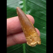 3,8 cm dunkler Zahn des Spinosaurus