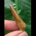 3,8 cm dunkler Zahn des Spinosaurus 3,8 cm dunkler Zahn des Spinosaurus