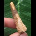 4,4 cm brauner Zahn des Spinosaurus 4,4 cm brauner Zahn des Spinosaurus