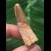 4,4 cm brauner Zahn des Spinosaurus 4,4 cm brauner Zahn des Spinosaurus