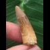 3,3 cm heller Zahn des Spinosaurus 3,3 cm heller Zahn des Spinosaurus