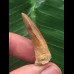 3,3 cm heller Zahn des Spinosaurus 3,3 cm heller Zahn des Spinosaurus