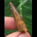 3,4 cm brauner Zahn des Spinosaurus 3,4 cm brauner Zahn des Spinosaurus