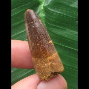 3,4 cm brauner Zahn des Spinosaurus