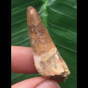 4,3 cm brauner Zahn des Spinosaurus