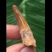 4,3 cm brauner Zahn des Spinosaurus