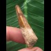 4,3 cm brauner Zahn des Spinosaurus