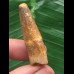 3,9 cm hellbrauner Zahn des Spinosaurus 3,9 cm hellbrauner Zahn des Spinosaurus