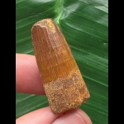 3,1 cm rotbrauner Zahn des Spinosaurus