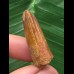 3,1 cm rotbrauner Zahn des Spinosaurus