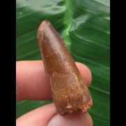 3,3 cm rotbrauner Zahn des Spinosaurus