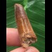 3,3 cm rotbrauner Zahn des Spinosaurus 3,3 cm rotbrauner Zahn des Spinosaurus