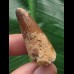 3,8 cm brauner Zahn des Spinosaurus 3,8 cm brauner Zahn des Spinosaurus