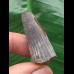 3,4 cm matter Zahn des Spinosaurus 3,4 cm matter Zahn des Spinosaurus