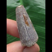 3,4 cm matter Zahn des Spinosaurus