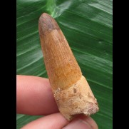 3,6 cm heller Zahn des Spinosaurus