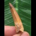 3,6 cm heller Zahn des Spinosaurus 3,6 cm heller Zahn des Spinosaurus
