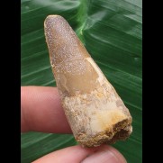 4,3 cm heller Zahn des Spinosaurus