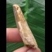 4,3 cm heller Zahn des Spinosaurus 4,3 cm heller Zahn des Spinosaurus