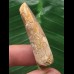 4,3 cm heller Zahn des Spinosaurus 4,3 cm heller Zahn des Spinosaurus