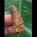 3,5 cm rotbrauner Zahn des Spinosaurus 3,5 cm rotbrauner Zahn des Spinosaurus