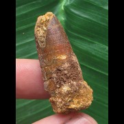 3,5 cm rotbrauner Zahn des Spinosaurus