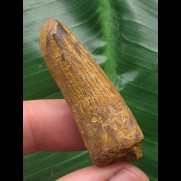 4,2 cm brauner Zahn des Spinosaurus