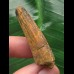 4,2 cm brauner Zahn des Spinosaurus