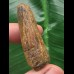 4,2 cm brauner Zahn des Spinosaurus