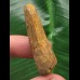 4,2 cm brauner Zahn des Spinosaurus