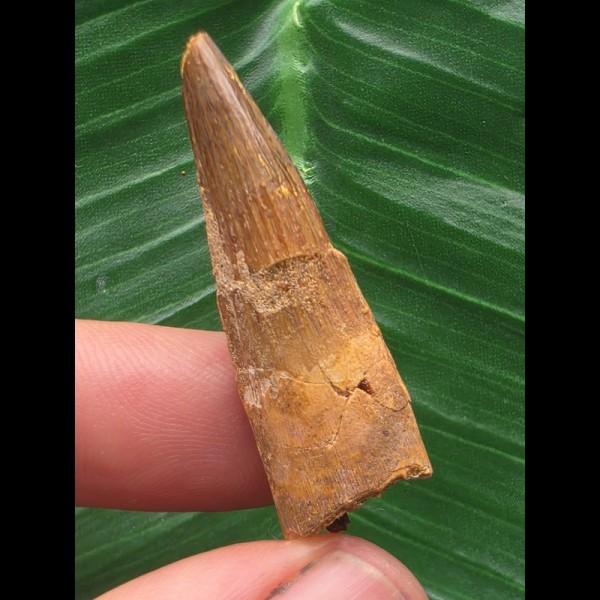 3,8 cm brauner Zahn des Spinosaurus 3,8 cm brauner Zahn des Spinosaurus