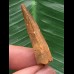 3,8 cm brauner Zahn des Spinosaurus 3,8 cm brauner Zahn des Spinosaurus
