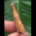 3,8 cm brauner Zahn des Spinosaurus 3,8 cm brauner Zahn des Spinosaurus