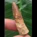 4,1 cm brauner Zahn des Spinosaurus