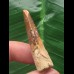4,1 cm brauner Zahn des Spinosaurus