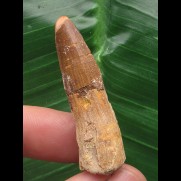 4,1 cm brauner Zahn des Spinosaurus