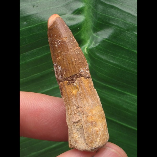 4,1 cm brauner Zahn des Spinosaurus