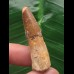 4,1 cm brauner Zahn des Spinosaurus