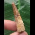 4,1 cm brauner Zahn des Spinosaurus