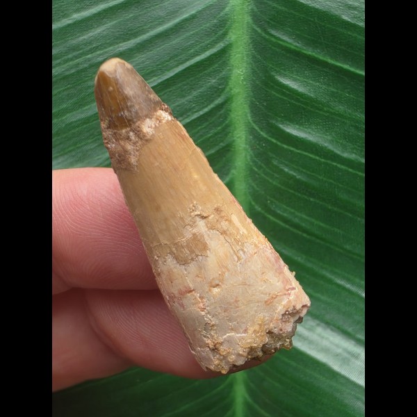 3,7 cm heller Zahn des Spinosaurus 3,7 cm heller Zahn des Spinosaurus