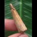 3,7 cm heller Zahn des Spinosaurus 3,7 cm heller Zahn des Spinosaurus