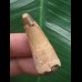 3,7 cm heller Zahn des Spinosaurus 3,7 cm heller Zahn des Spinosaurus