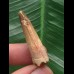 3,7 cm heller Zahn des Spinosaurus 3,7 cm heller Zahn des Spinosaurus