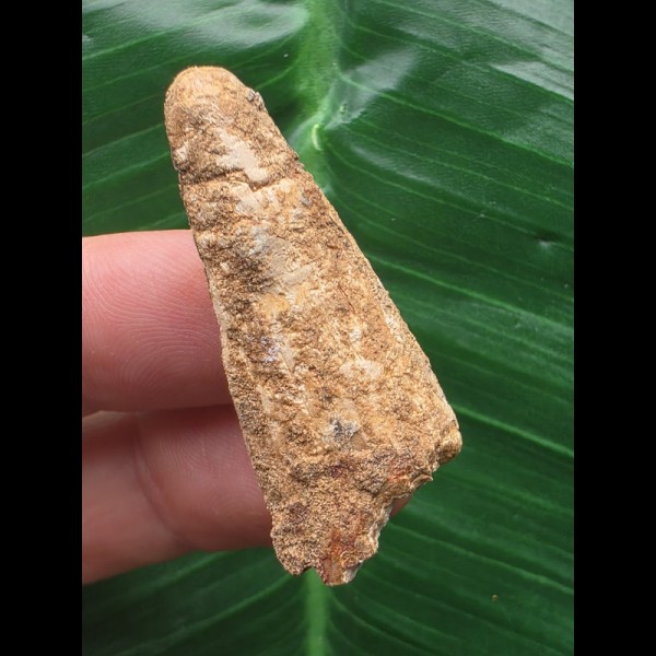 3,9 cm heller Zahn des Spinosaurus