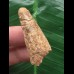 3,9 cm heller Zahn des Spinosaurus