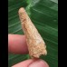 3,9 cm heller Zahn des Spinosaurus